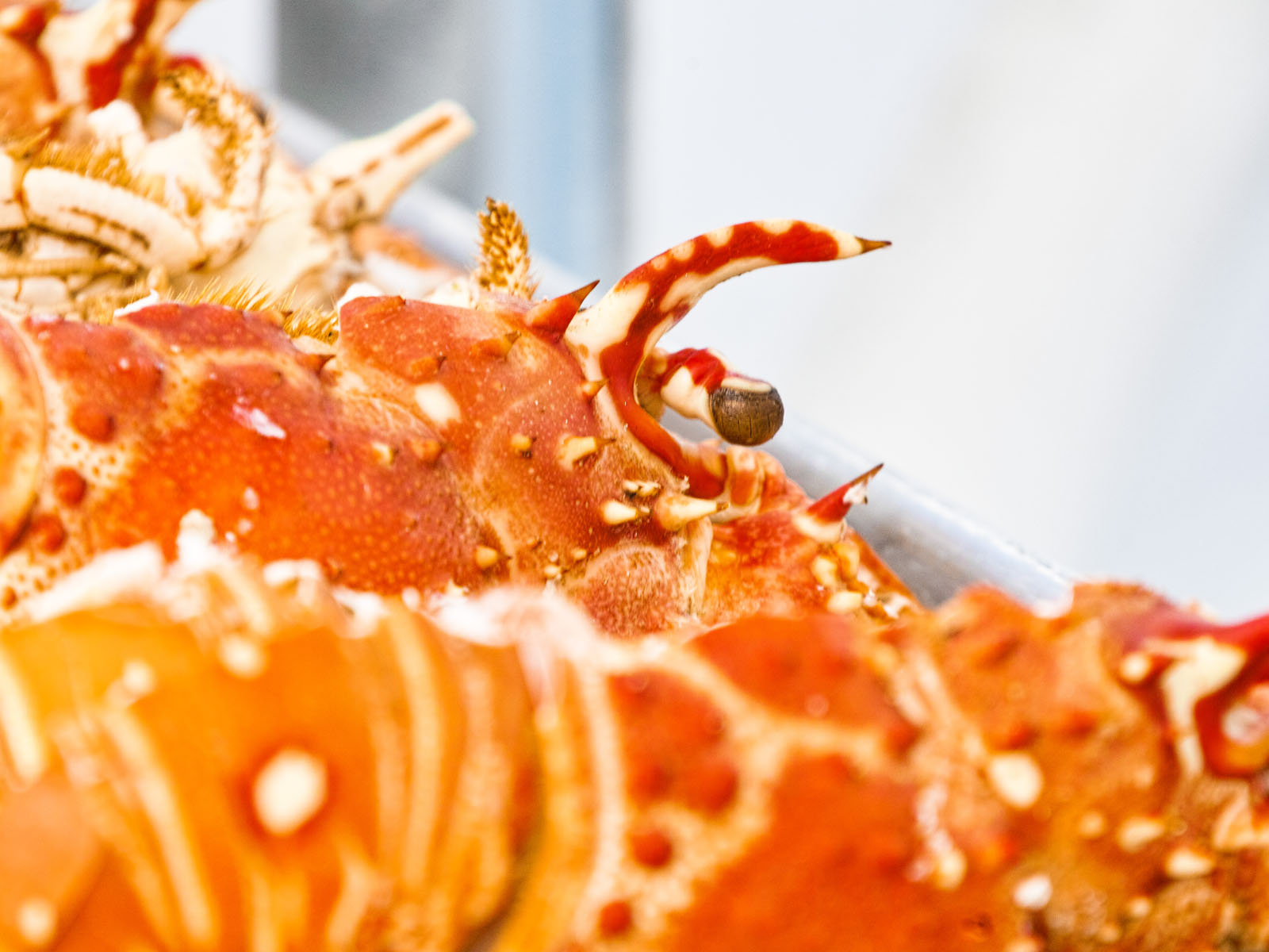 Lobster Hummer Food