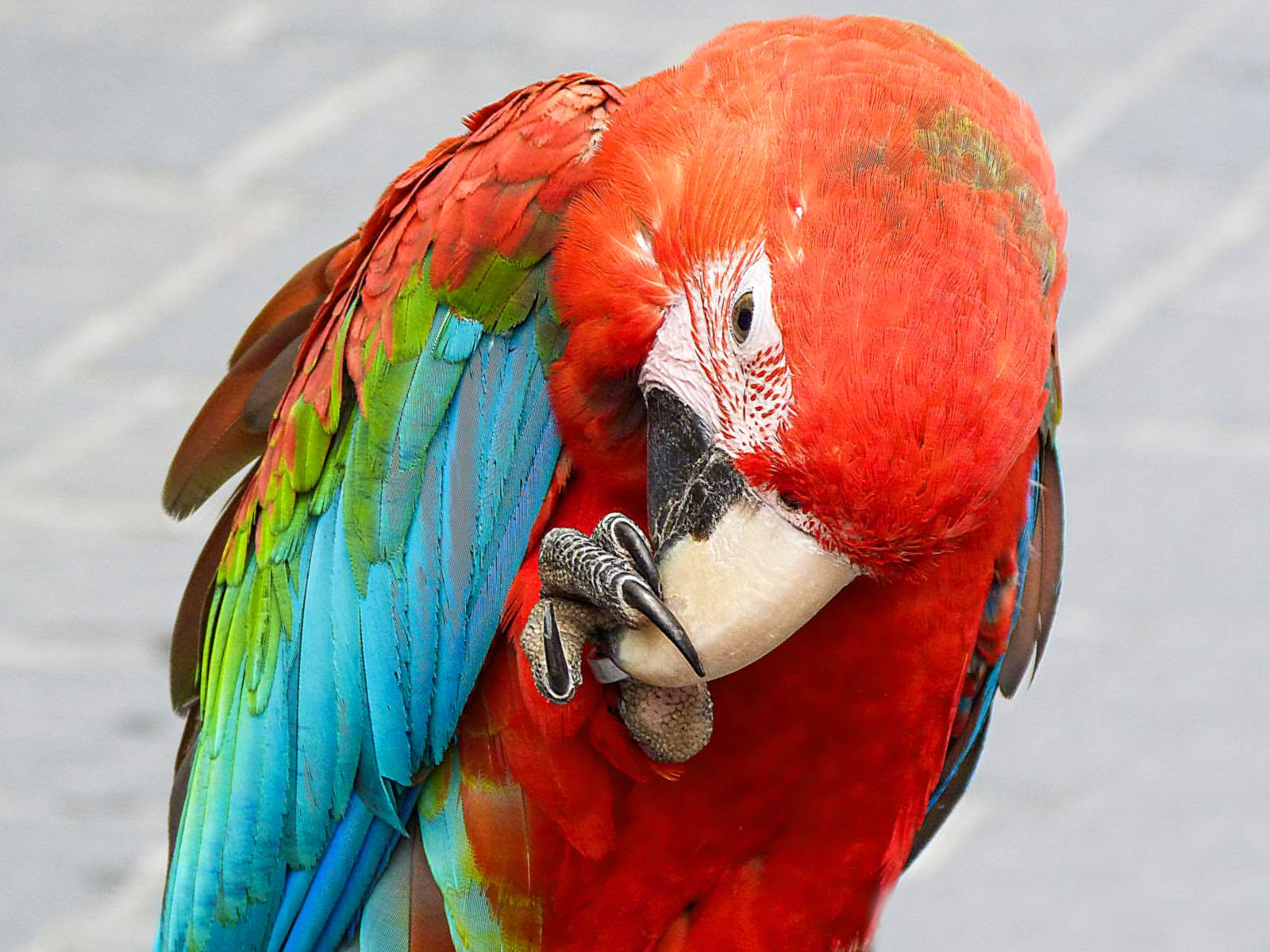 Tierfotografie Papagei